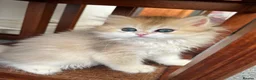 British Longhair cats for sale: 👑 Champion Bloodline Registered GCCF BLH Ay12 👑 in Manchester - Advert 4