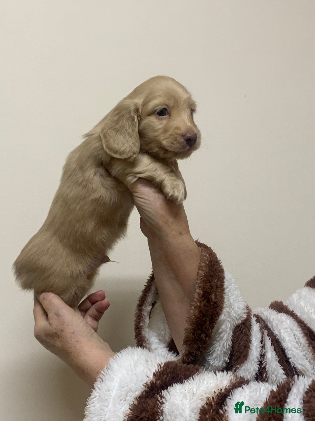 Miniature Dachshund dogs for sale: KC reg mini Longhaired Dachshunds - Advert 11