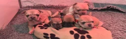 French Bulldog dogs for sale: French Bulldog KC Puppies - Advert 4