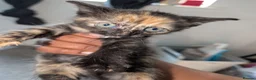 Mixed Breed cats for sale: Playful Kittens Ready for Loving Homes in Milton Keynes - Advert 8