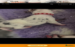 Mixed Breed dogs for sale: beautiful Bull/Greyhound puppies  - Image 12