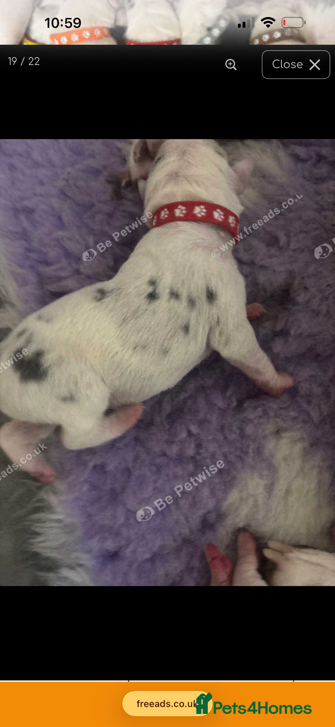 Mixed Breed dogs for sale: beautiful Bull/Greyhound puppies  - Image 12