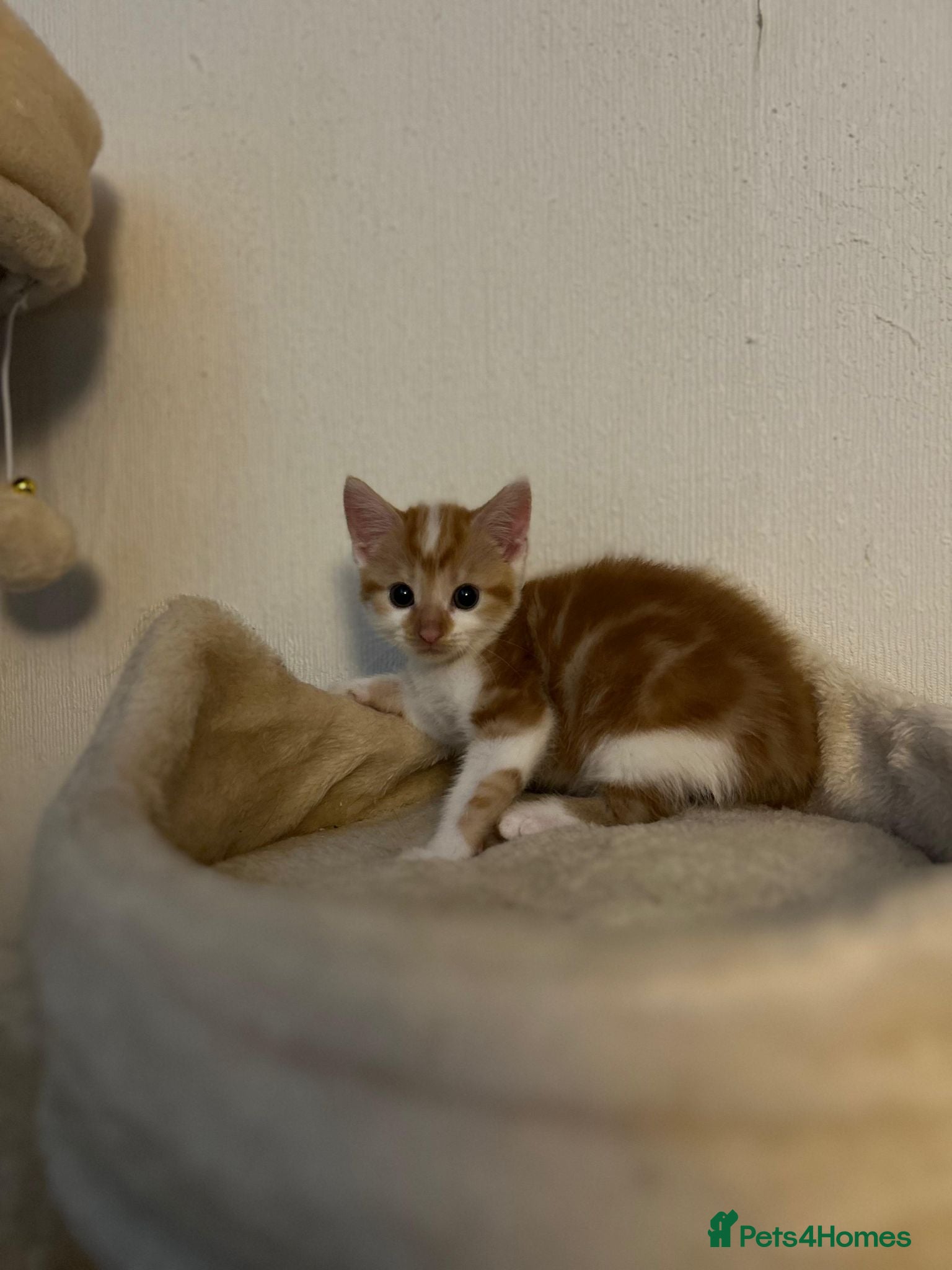 Mixed Breed cats 5 Beautiful Female Kittens - Advert 3