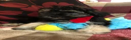 Shihpoo dogs for sale: shihpoo puppies for sale  - Advert 27