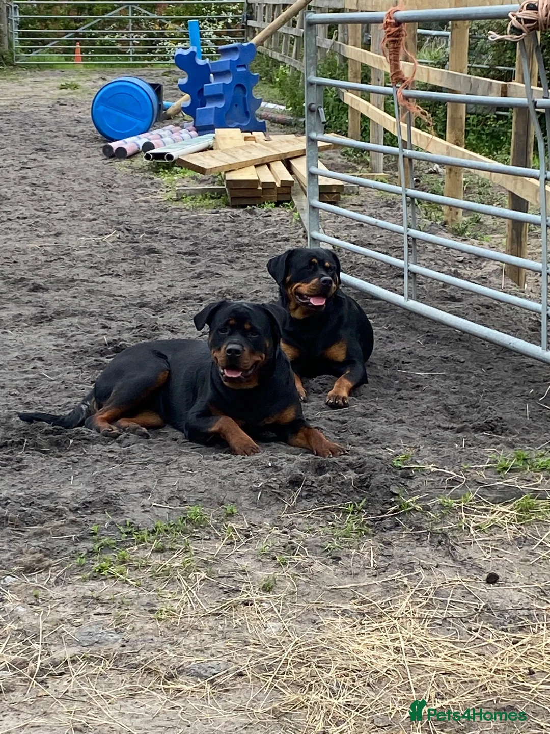 Rottweiler dogs for sale: KC Registered German Rottweiler Puppies - Advert 8