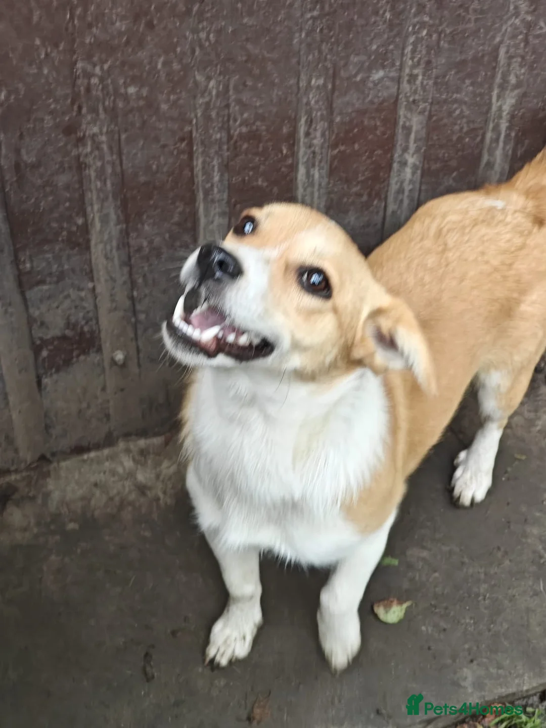 Mixed Breed dogs for adoption: ❤️MEYA & KALLIE❤️-SMALL SISTERS SEEK A KIND HOME - Advert 12