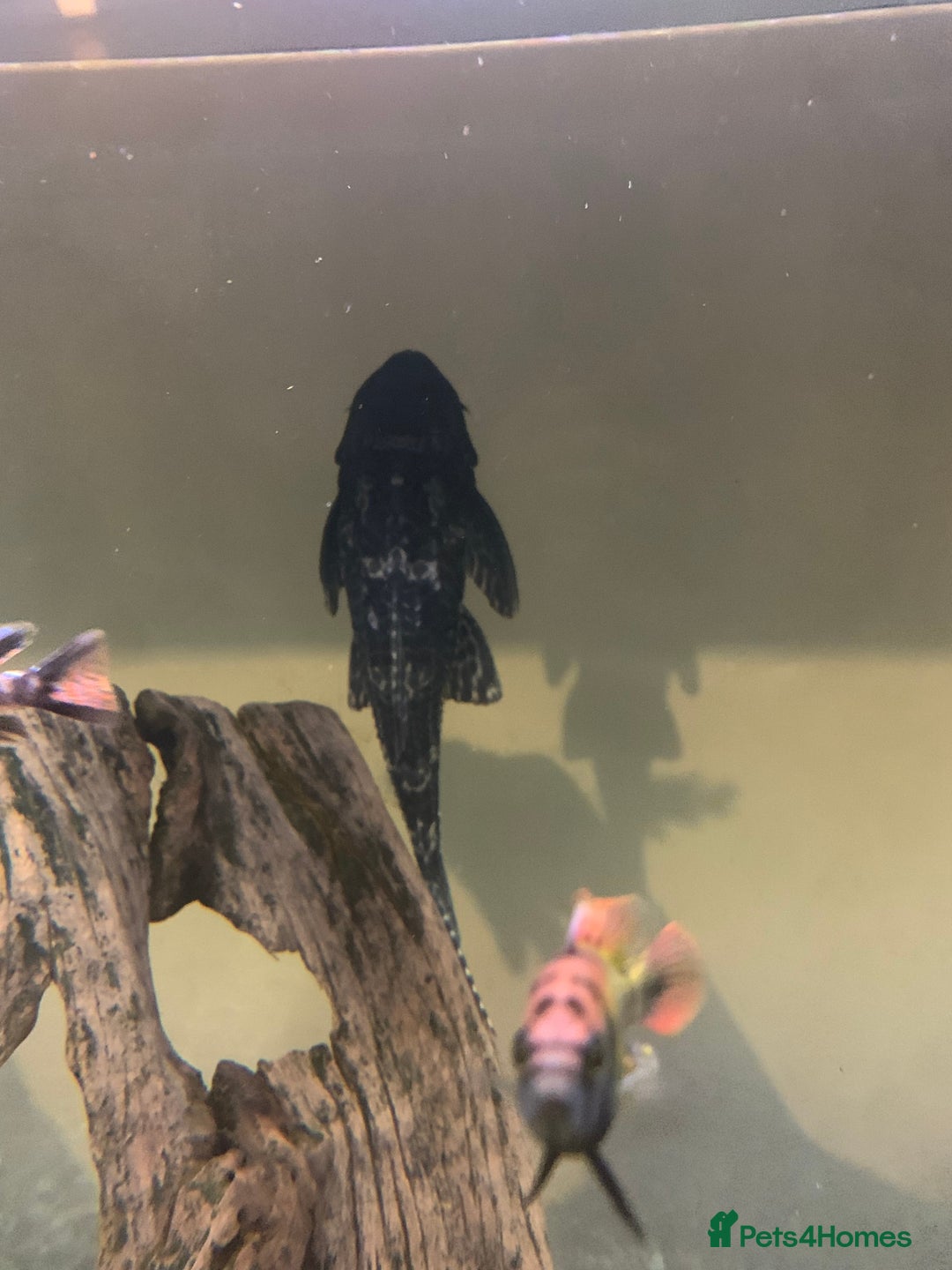 Cichlids fish for sale: Fish for sale - Advert 2