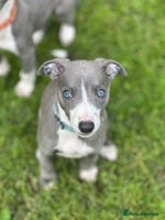 Whippet dogs - Advert 12