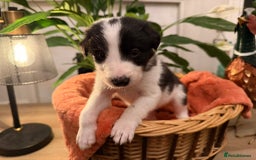 Border Collie dogs for sale: Pure Breed Boarder Collie Pups - Image 14