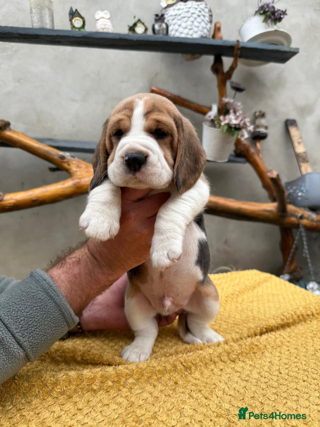 Beagle dogs for sale: Beagle puppies ready soon💕 - Image 16