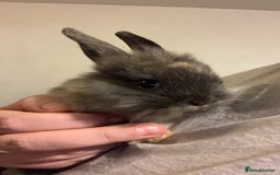 Lionhead rabbits for sale: 4 baby bunnys for sale - Image 5