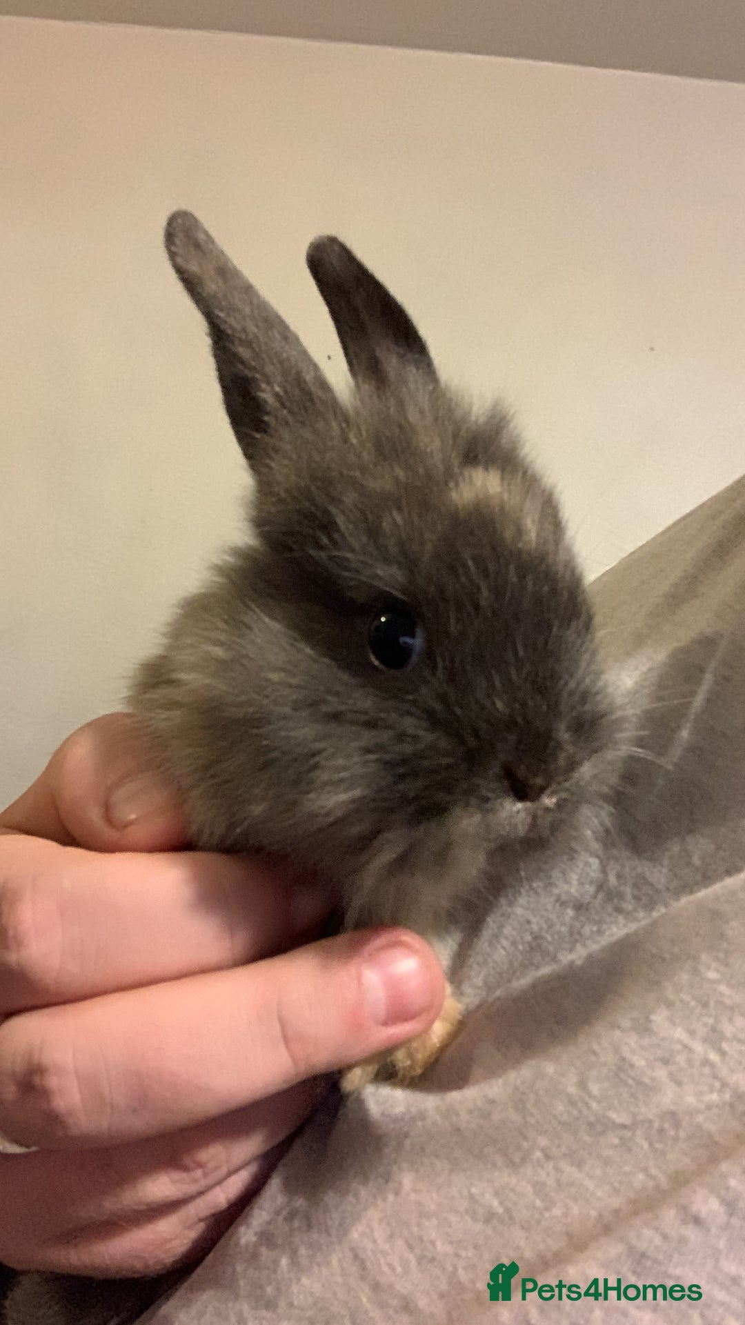 Lionhead rabbits for sale: 4 baby bunnys for sale - Image 5