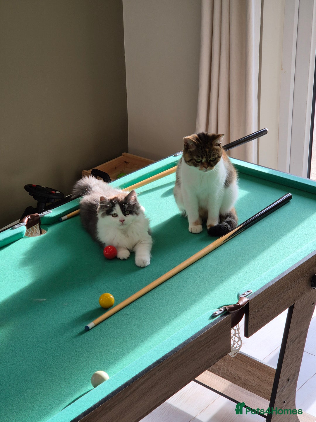Mixed Breed cats for sale: Your best friend to be READY TO GO - Image 4