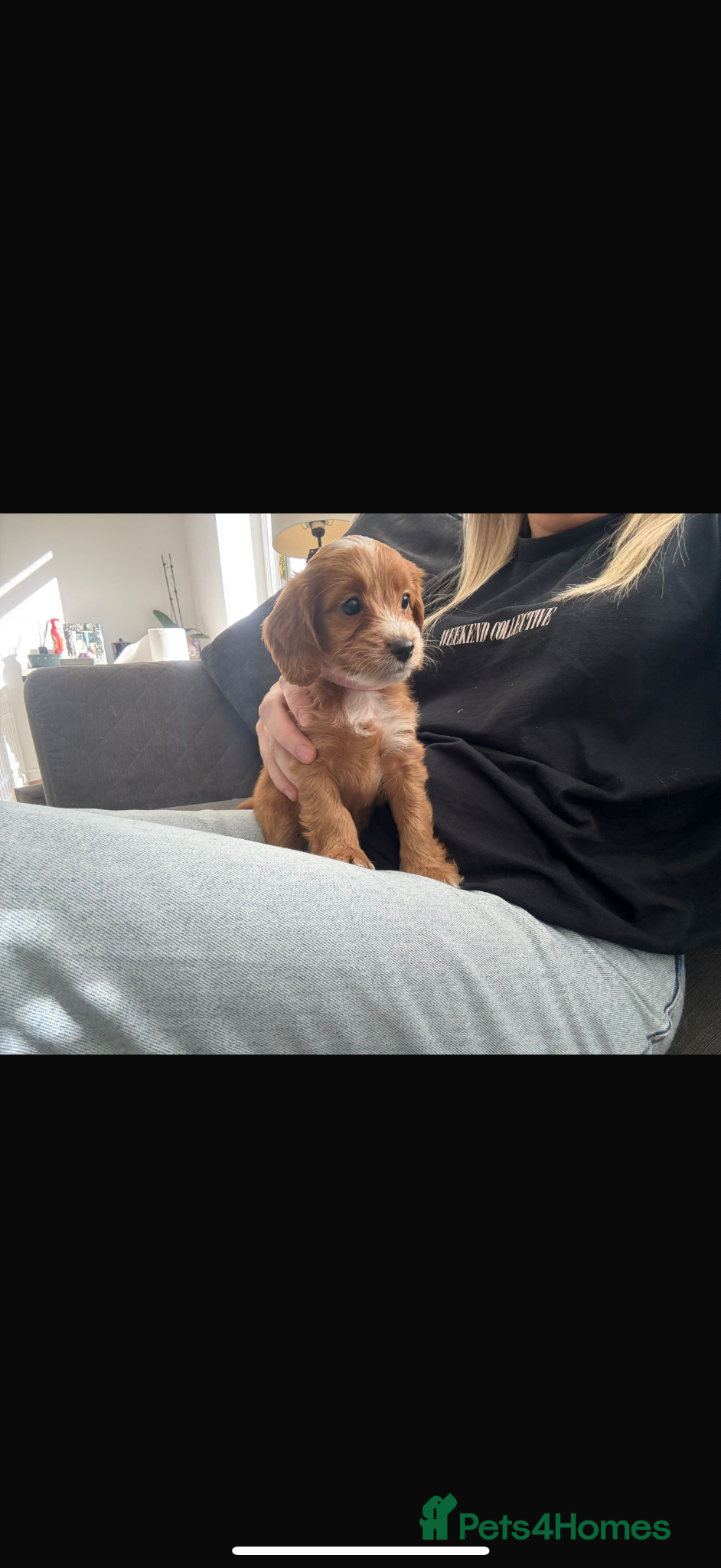 Cockapoo dogs F1 toy cockerpoo puppies ONE female left - Advert 19