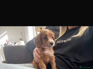 Cockapoo dogs F1 toy cockerpoo puppies ONE female left - Advert 19