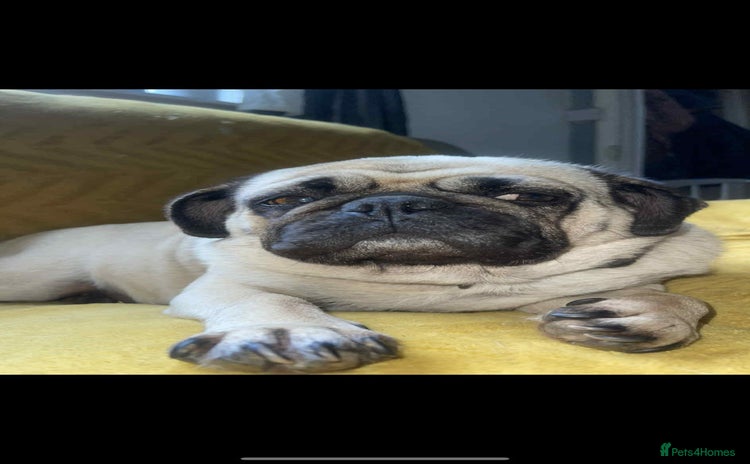 Pug dogs - Advert 1