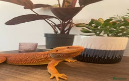 Bearded Dragon reptiles for sale: Cuddly red beardie for sale (male) with full viv  - Image 5