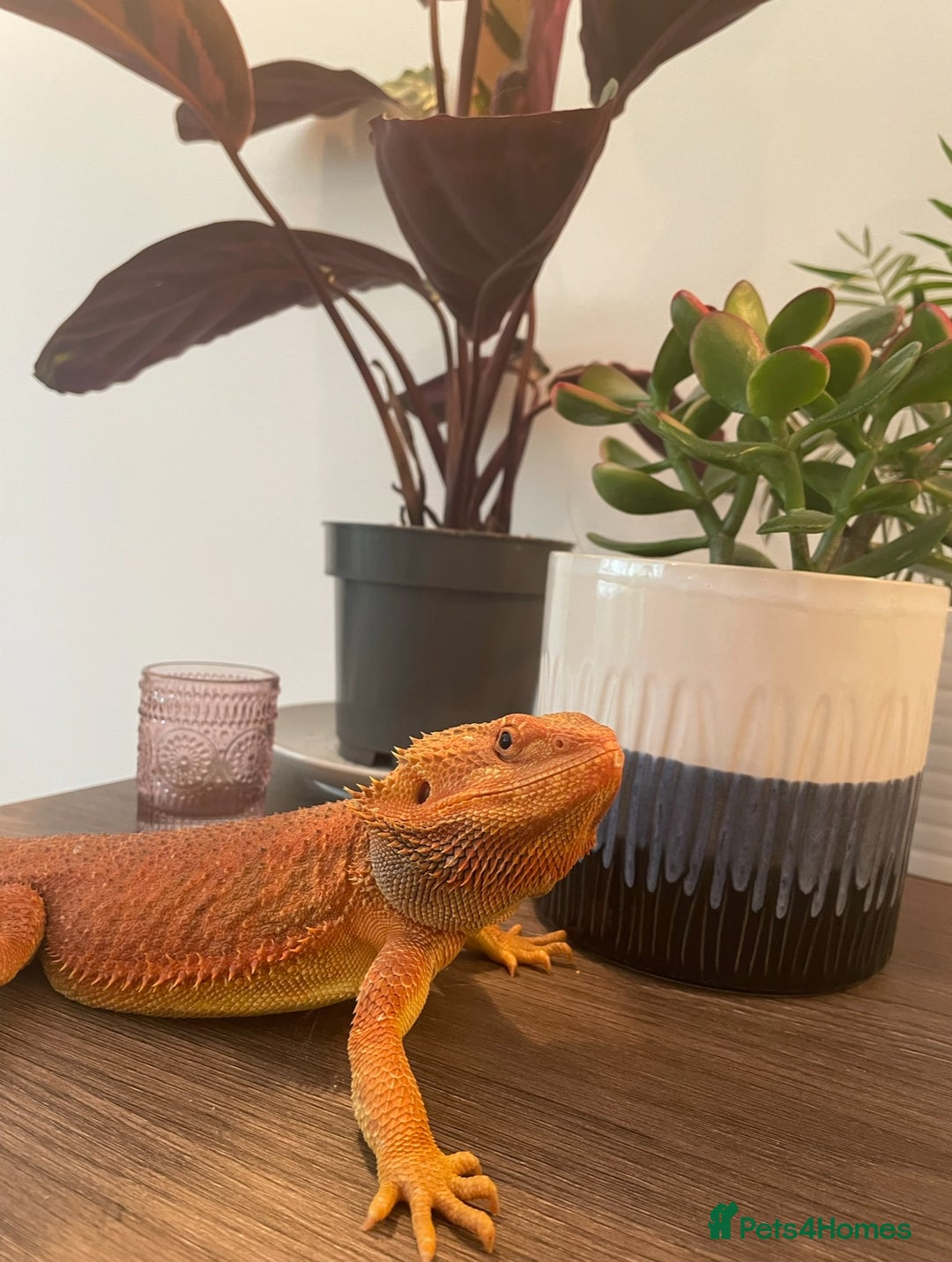 Bearded Dragon reptiles for sale: Cuddly red beardie for sale (male) with full viv  - Image 5
