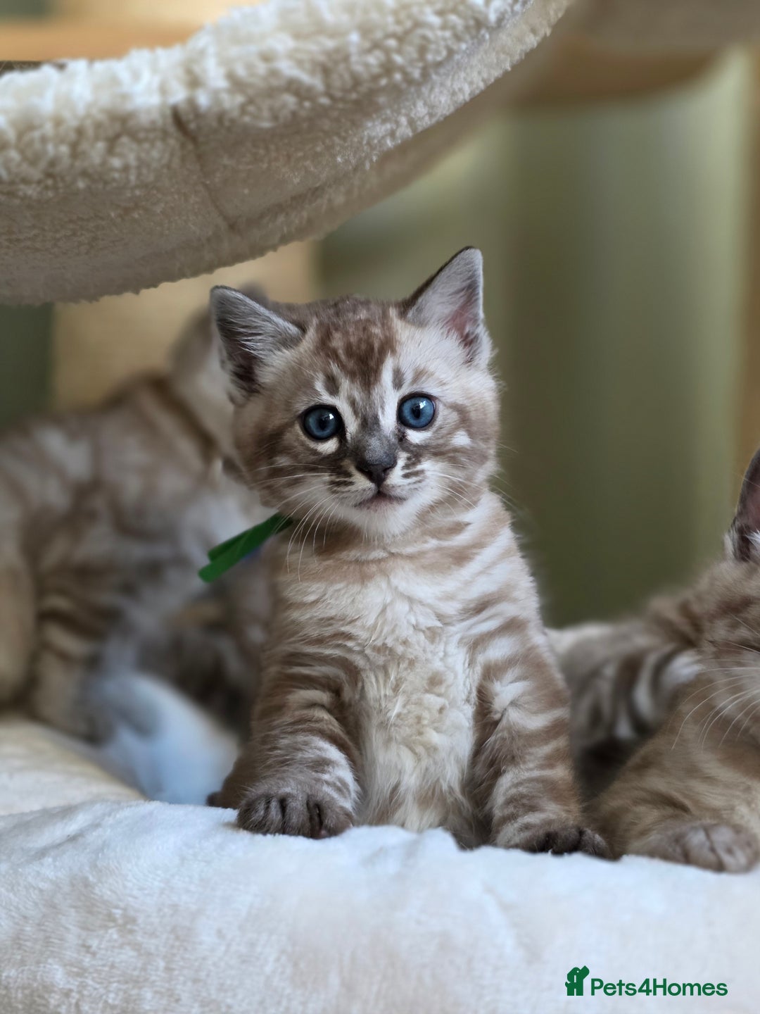 Bengal cats for sale: ❄️ Gorgeous Snow and Charcoal Bengals ❄️  - Advert 13