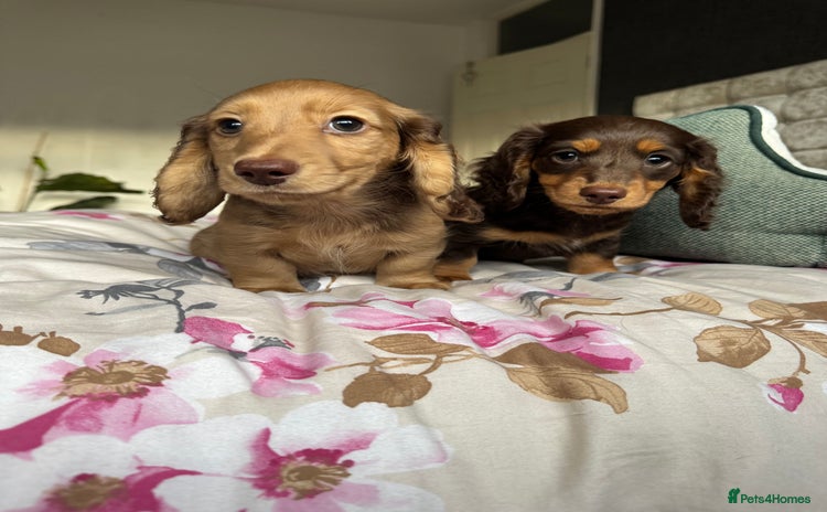 Dachshund dogs - Advert 11