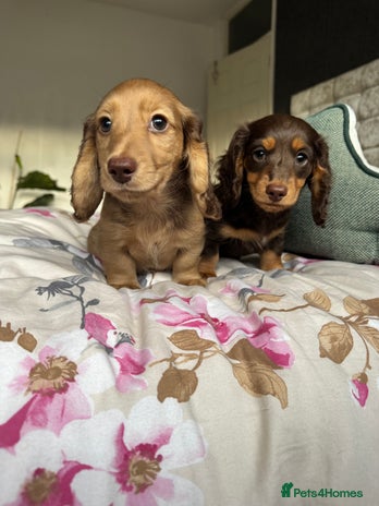 Dachshund dogs - Advert 3
