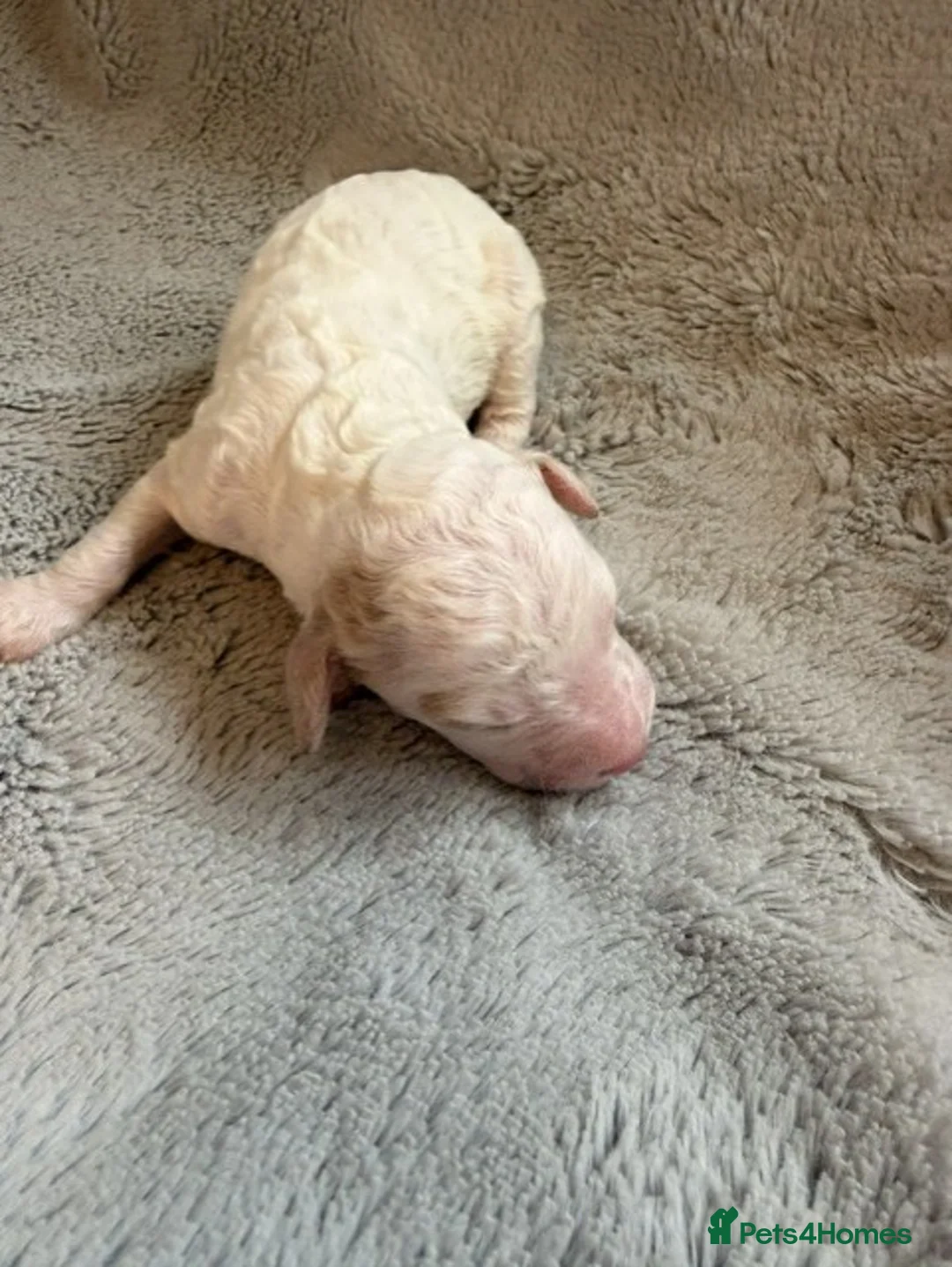 Australian Labradoodle dogs for sale: 8 Gorgeous Australian labradoodle puppies - Advert 32