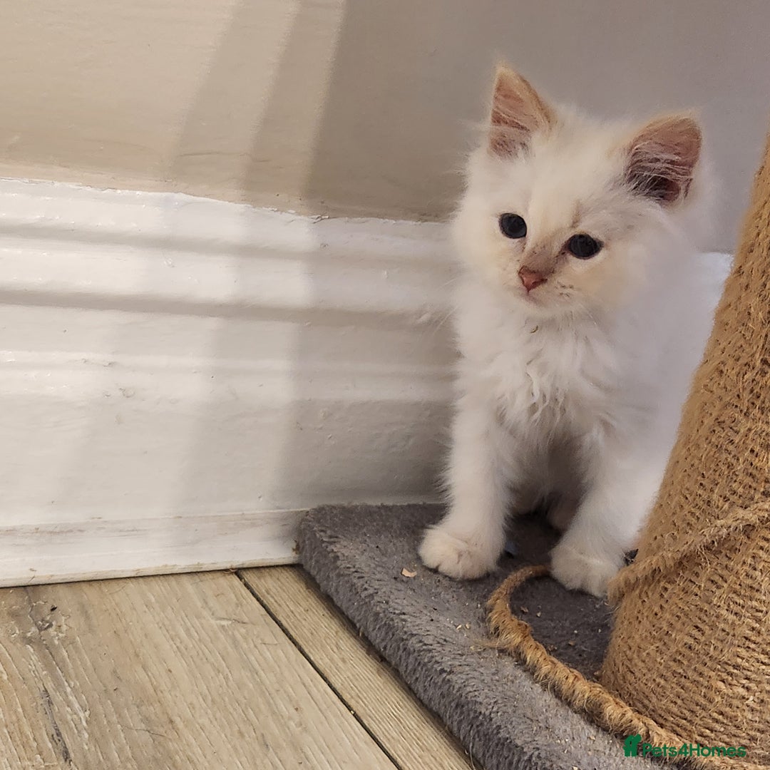 Persian cats for sale: Ready now beautiful boy  - Image 3