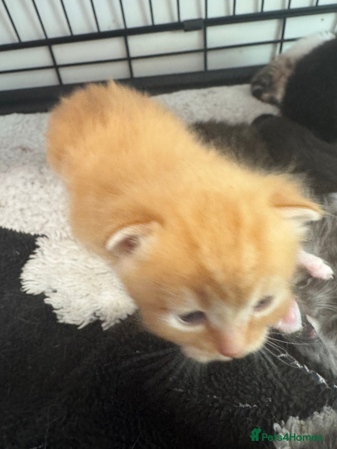 British Shorthair cats for sale: Beautiful fluffy kittens  - Advert 3