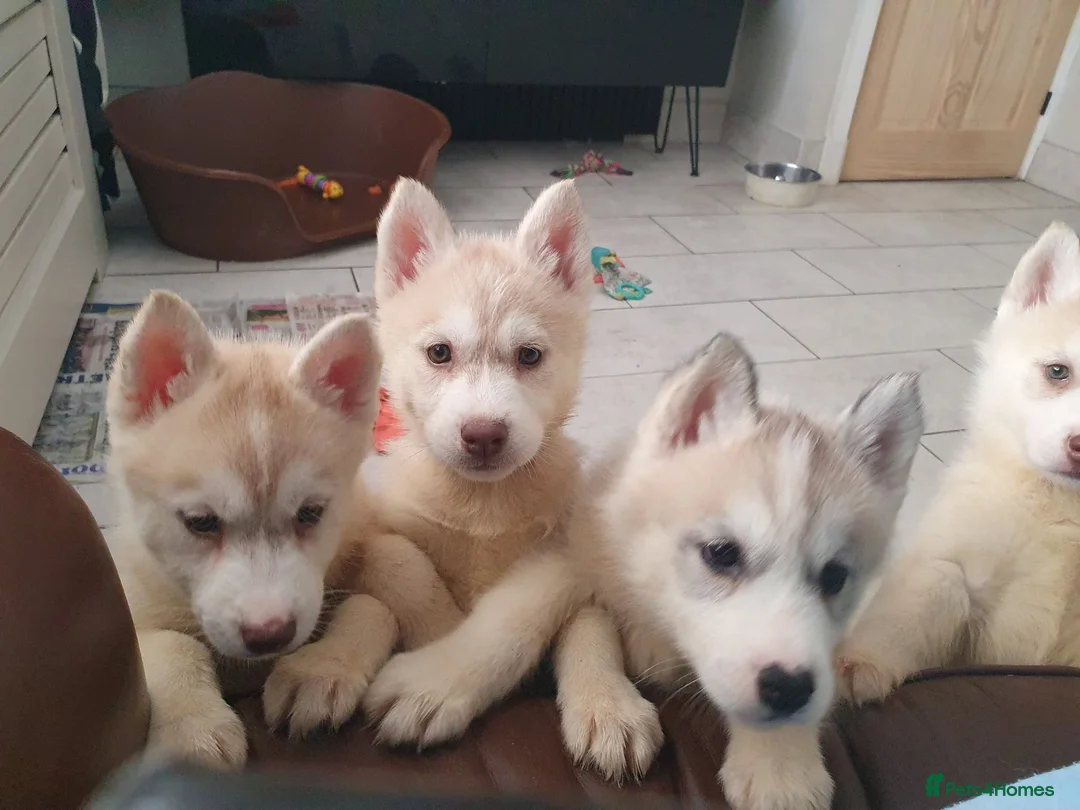 Siberian Husky dogs for sale: KC REG MALE: ONE LEFT - Advert 4