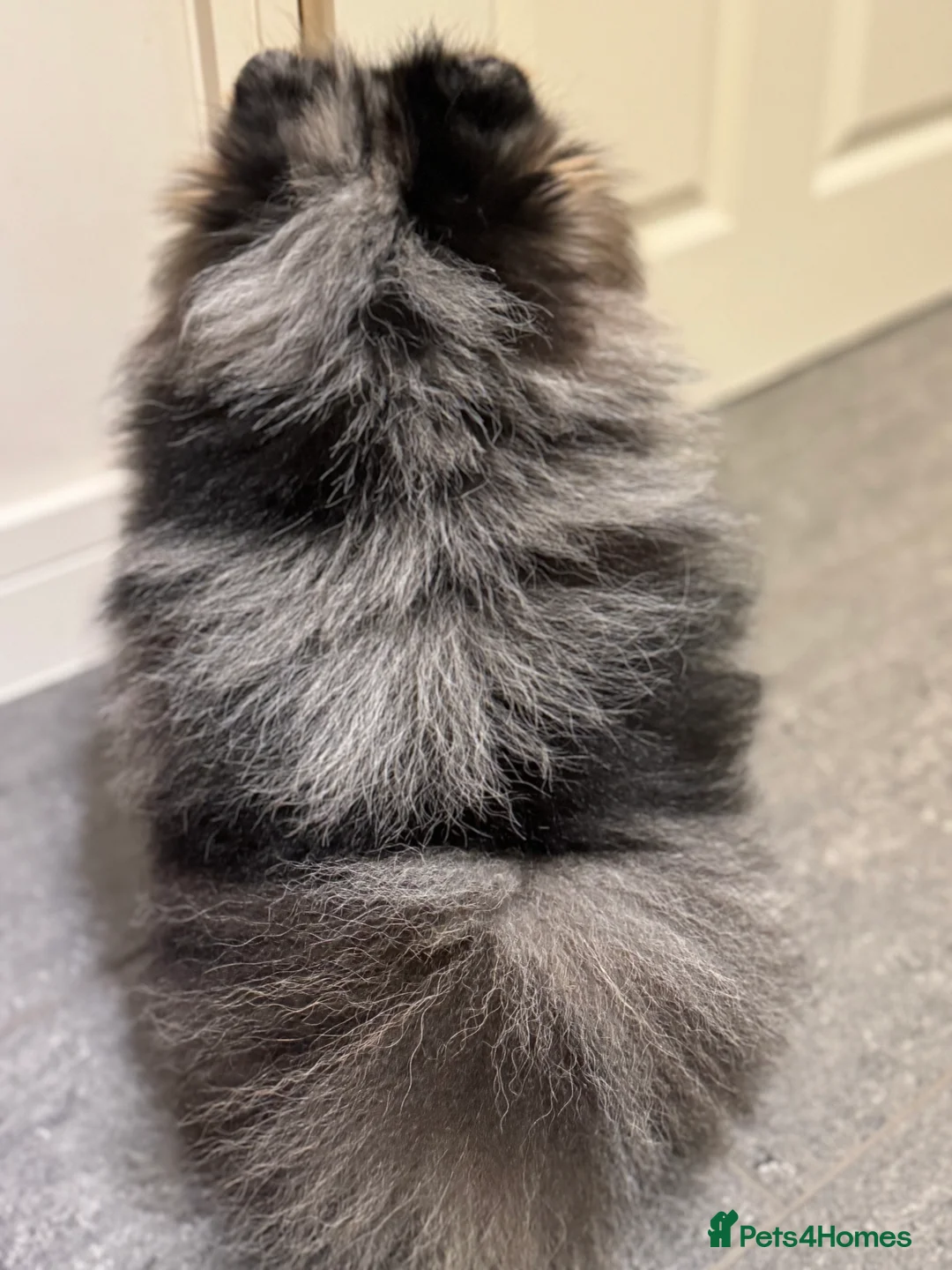 Pomeranian dogs for stud: Stunning Blue Merle Pomeranian Stud Available in Derby - Advert 13