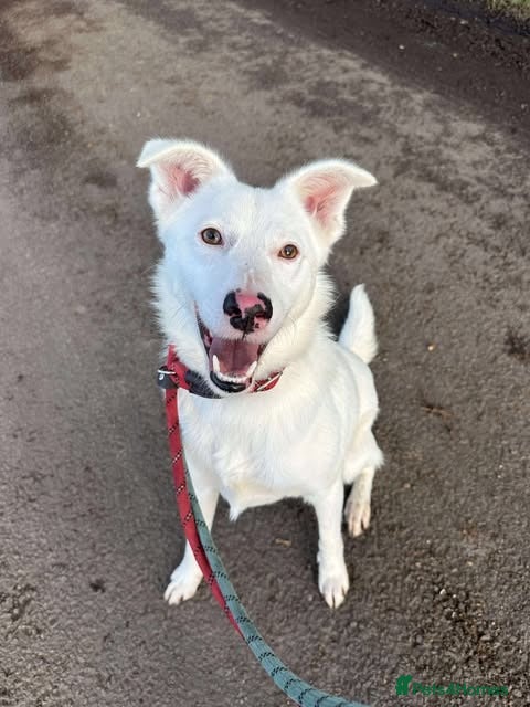 Mixed Breed dogs Meet Goose, currently residing in Cheshire - Advert 10