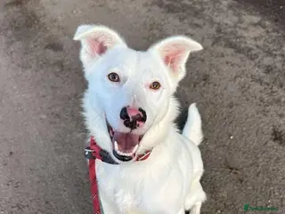 Mixed Breed dogs Meet Goose, currently residing in Cheshire - Advert 10