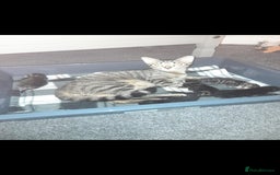 Mixed Breed cats for sale: 3 beautiful kittens left - Image 4