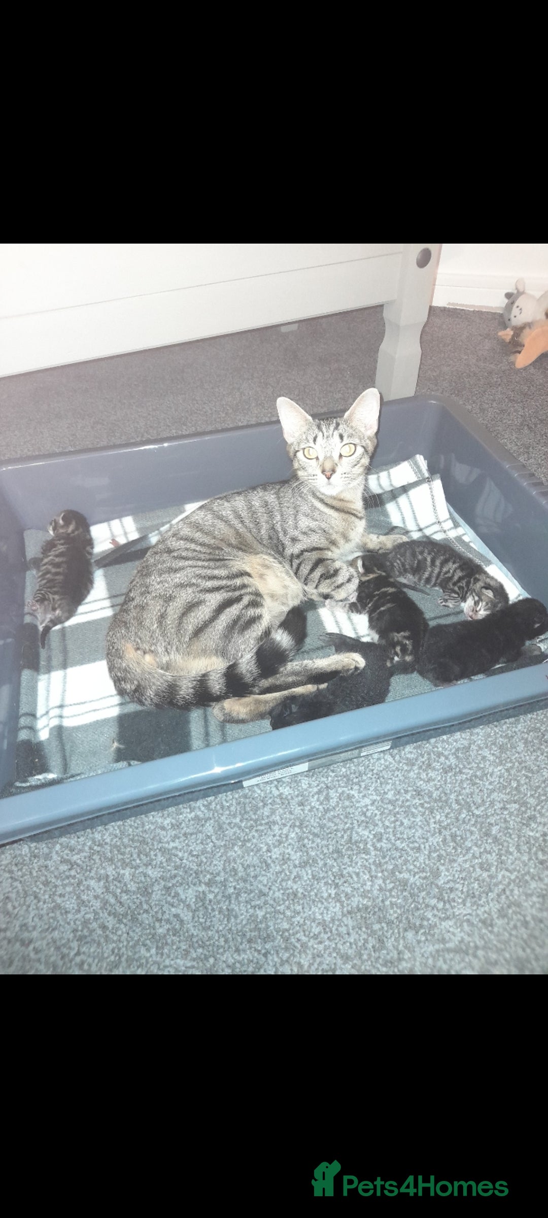 Mixed Breed cats for sale: 3 beautiful kittens left - Image 4