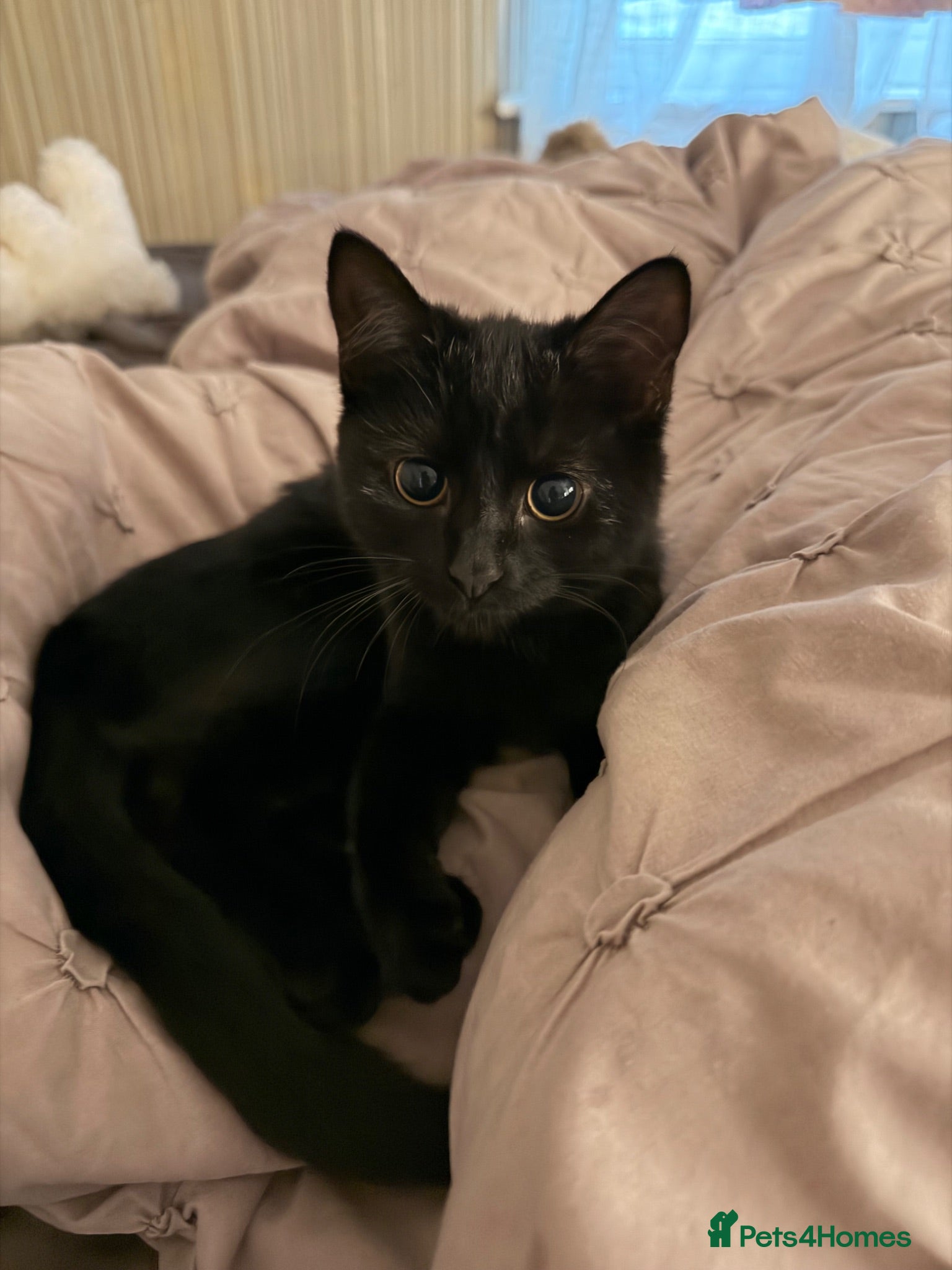 American Shorthair cats    Elegant Black Kitten with Big Beautiful Eyes  - Advert 2