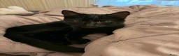 American Shorthair cats for sale:    Elegant Black Kitten with Big Beautiful Eyes  - Advert 1