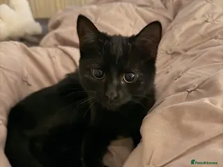 American Shorthair cats Elegant Black Kitten with Big Beautiful Eyes - Advert 2