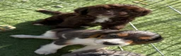 Cockapoo dogs for sale: 9 gorgeous cockapoo puppies  - Advert 9