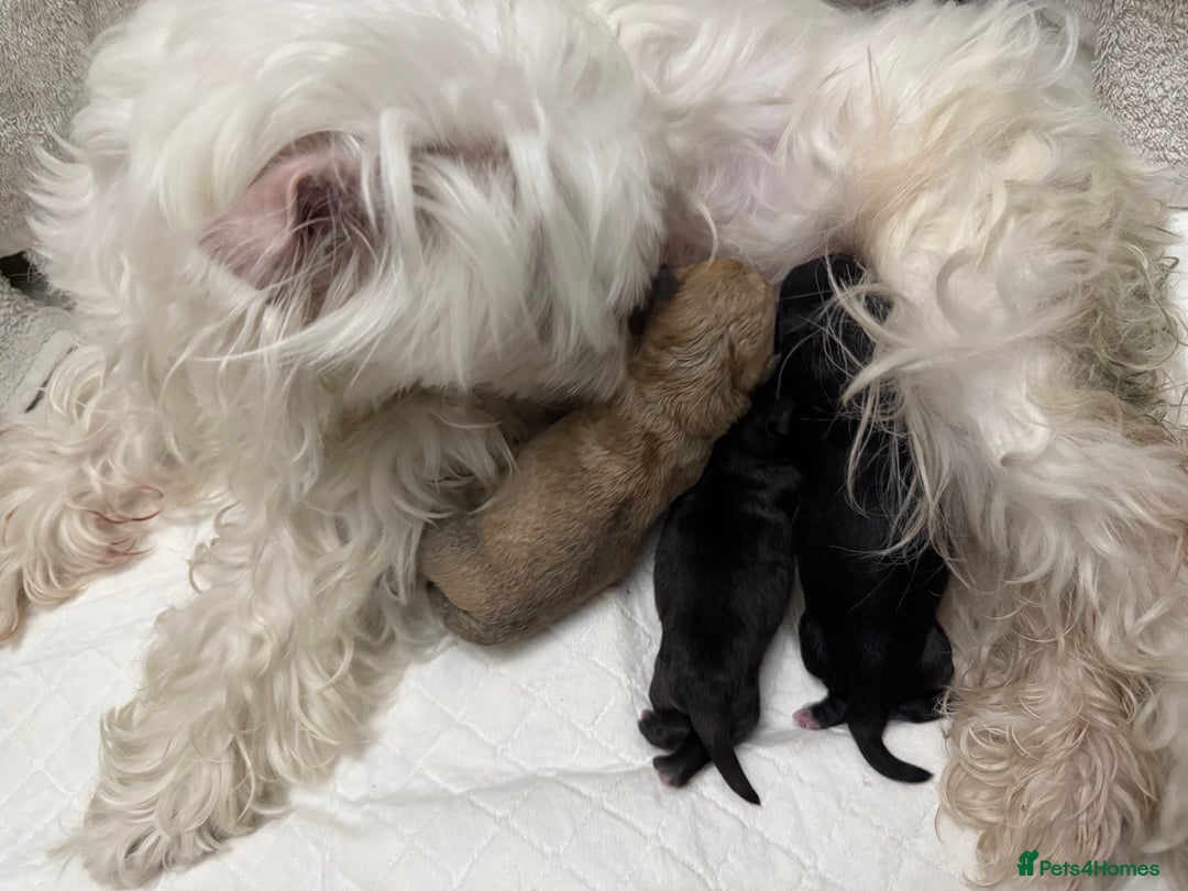 Mixed Breed dogs for sale: Malchi Puppies Looking for Their Forever Homes  - Image 5