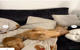 Doxiepoo dogs for sale: Male Daxipoo for sale  - Image 4