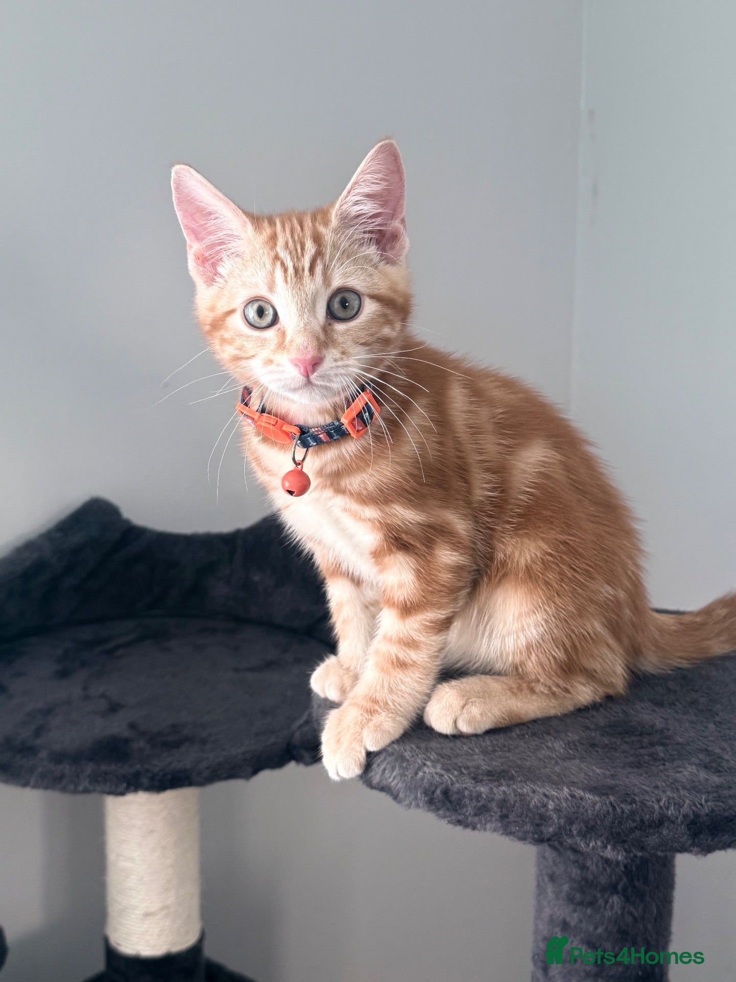 Mixed Breed cats Ginger kitten up for adoption  - Advert 2