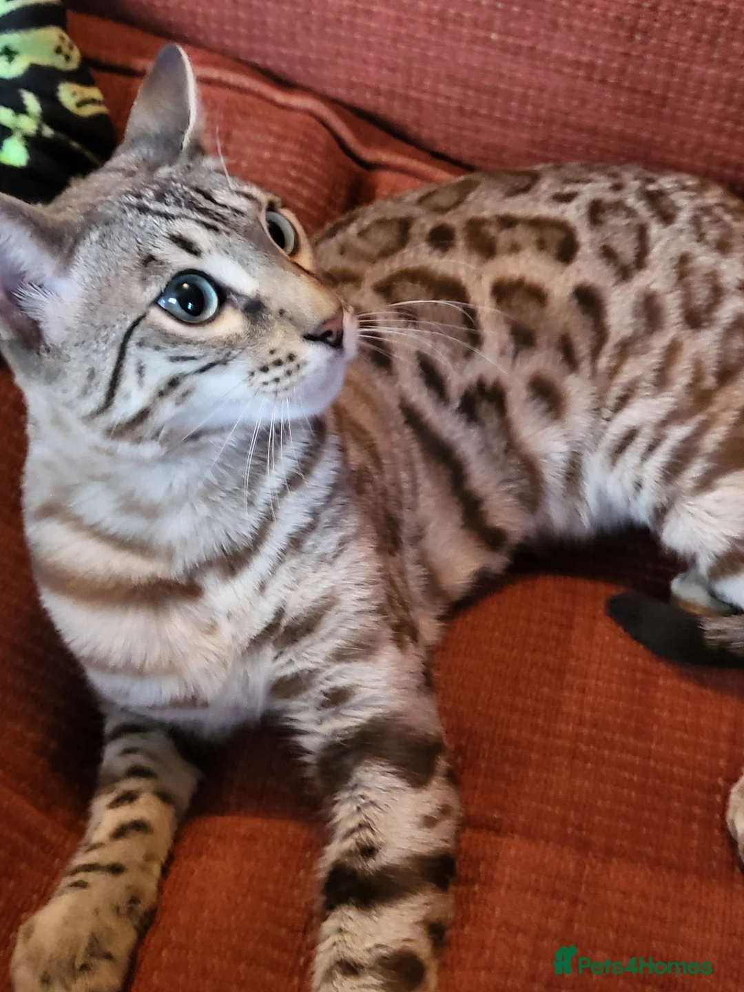 Bengal cats for sale: Bengal seeking home with outdoor access - Advert 1