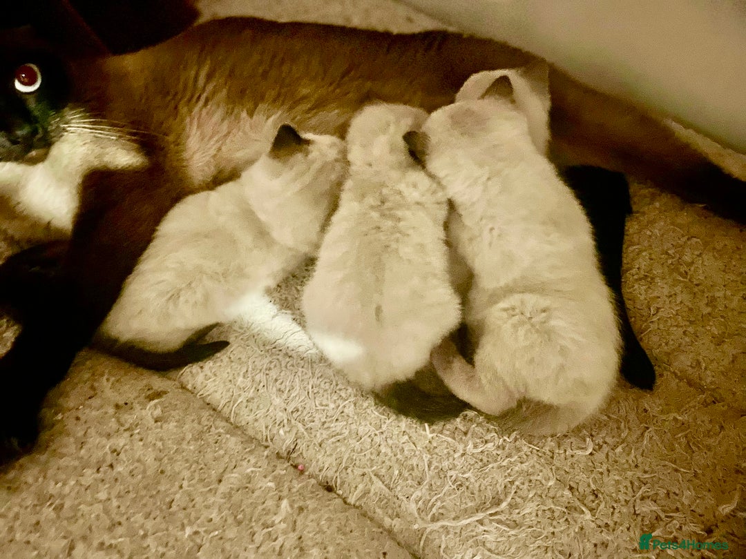 British Shorthair cats for sale: Beautiful British shorthair kittens - Advert 3