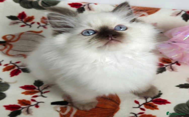 Ragdoll cats - Advert 1