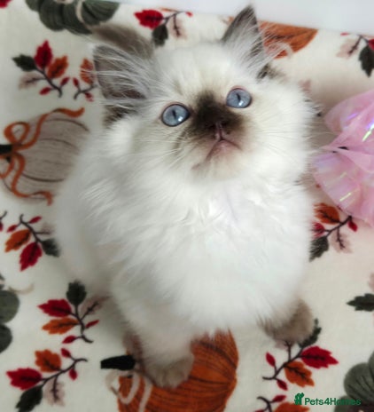 Ragdoll cats - Advert 2