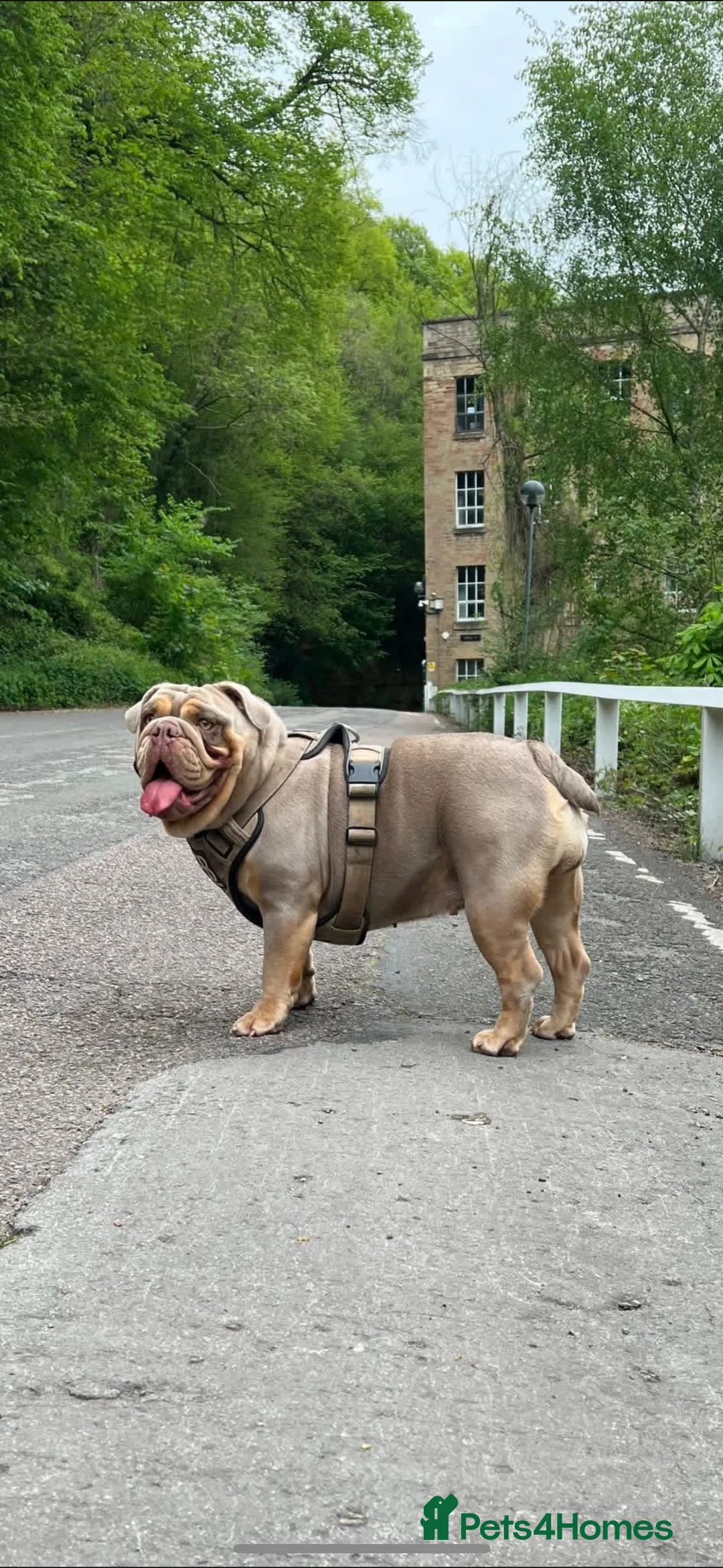 English Bulldog dogs for sale: English bulldogs  in Mansfield - Advert 2