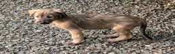 Irish Wolfhound dogs for sale: Irish Wolfhound Puppies  - Advert 10
