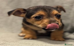 Jack Russell dogs for sale: Jack Russel puppies  - Image 10