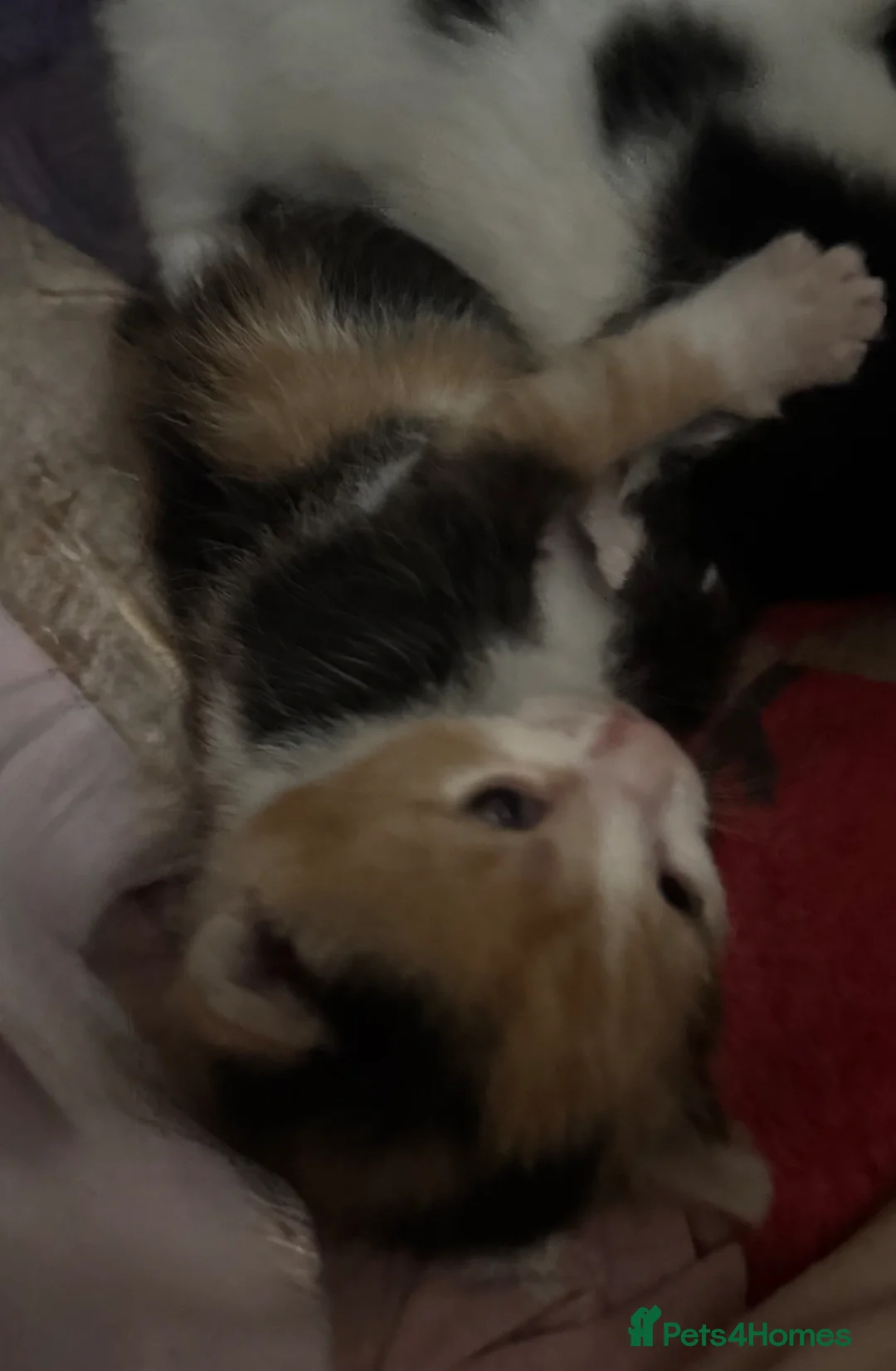 Mixed Breed cats for sale: 1 Calico girl  in Bromyard - Advert 2