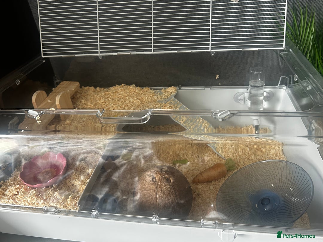 Hamster rodents for sale: Hamster for sale with all accessories  - Image 2